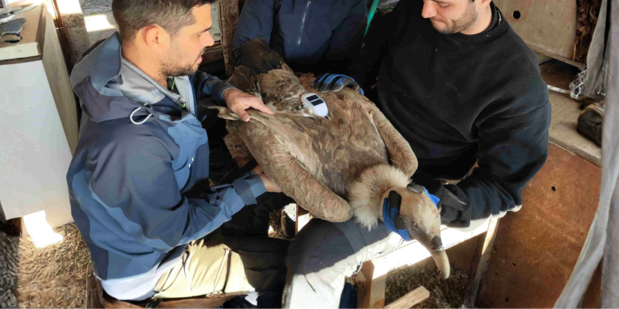 pose de balise © Maxime Raux